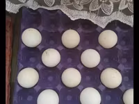 Turkeys — 照片 4