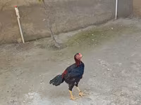Chickens — photo 5