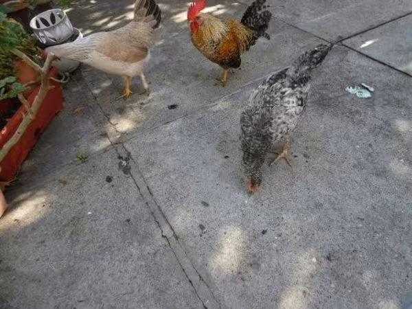 Japonský bantam
