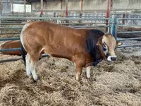 Бик, Partenaise cattle — фото 1
