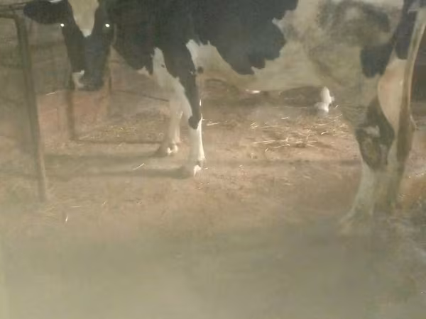 İnək, Russian Black pied cattle — Azərbaycan