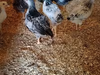 Chickens — photo 6