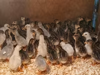 Guinea fowl — photo 3