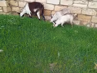 Dişi keçi, Saanen goat — foto 3