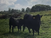 Cattle (batch, sex not specified), Aberdeen-Angus — photo 3