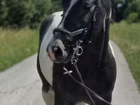 Stute, Horse breed — Foto 6