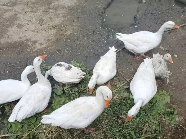 Geese — Azərbaycan