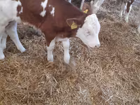 牛只（批次，未指定性别）, Simmental cattle — 照片 1