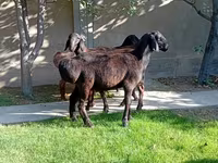 Baran, Arashan sheep — zdjęcie 7