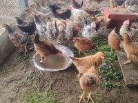 Chickens — फ़ोटो 1