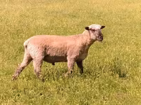 公羊, Shroshire sheep — 照片 3