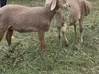 Вівця, Arashan sheep — фото 2