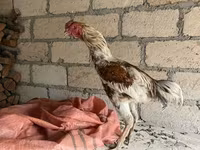Chickens — photo 1