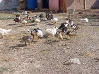 Ducks — photo 3