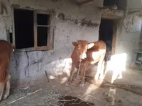 Cow, Cattle — photo 2
