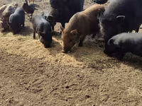 Knur, Świnie — zdjęcie 1