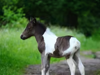 Caballos (lote, sexo no especificado), Shetland Pony — foto 5