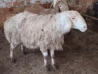 Oveja, West-Siberian mutton sheep — foto 1