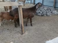 Qoyun, Arashan sheep — foto 2