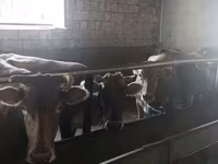 母牛, Cattle — 照片 4