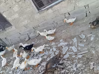 Ducks — Foto 4