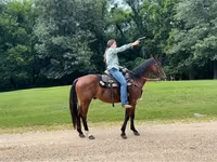 Cavalo, Quarter Horse — foto 7