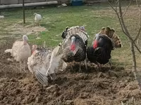 Turkeys — photo 3