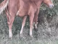Mare, Horses — photo 1