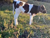 Buğa, Russian Black pied cattle — foto 2