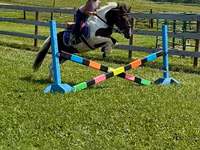 At, Pinto horses — foto 2