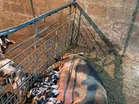 Säue, Schweine — Foto 4