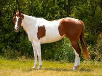 At, American paint horse — foto 5