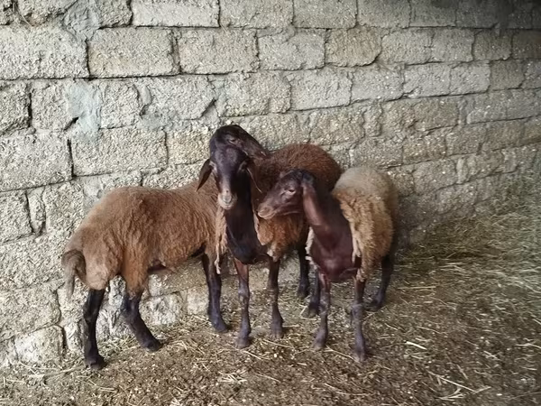 Qoyun, Blackheaded Persian sheep