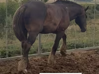 Stute, Percheron — Foto 3