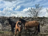 Mare, Horses — photo 4