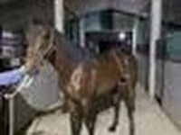 Horse (M), Arabian horse — photo 6