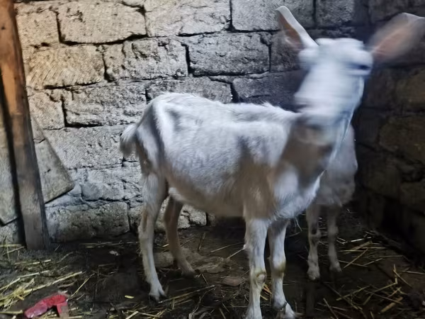 Keçi, Saanen goat — Azərbaycan