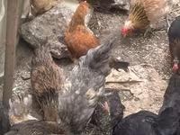 Chickens — photo 2