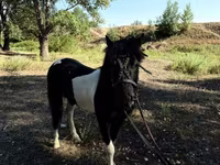 Caballos (lote, sexo no especificado), American shetland pony — foto 4