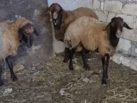 Qoç, Qoyunlar — foto 3