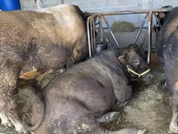 Buğa, Swiss cattle — foto 7