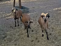 Beran, Cameroon sheep — foto 2