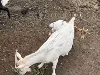 Cabras (lote, sexo não especificado), Cabras — foto 5
