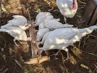 Turkeys — الصورة 3