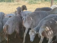 Sheep, Sheep — photo 2