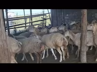 Sheep, Sheep — photo 5