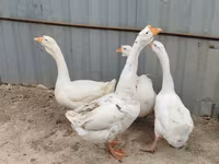 Geese — photo 1
