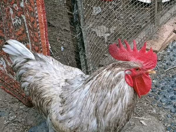 Chickens — Azərbaycan