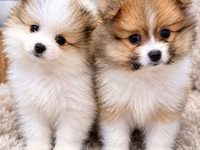 Pomeranian Spitz balaları – iki ədəd, eyni bala yuvasından — 照片 1