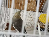 Məhsul: Nimfa (Cockatiel) papağanı və qəfəs dəsti Təsvir: - Rəng — फ़ोटो 4